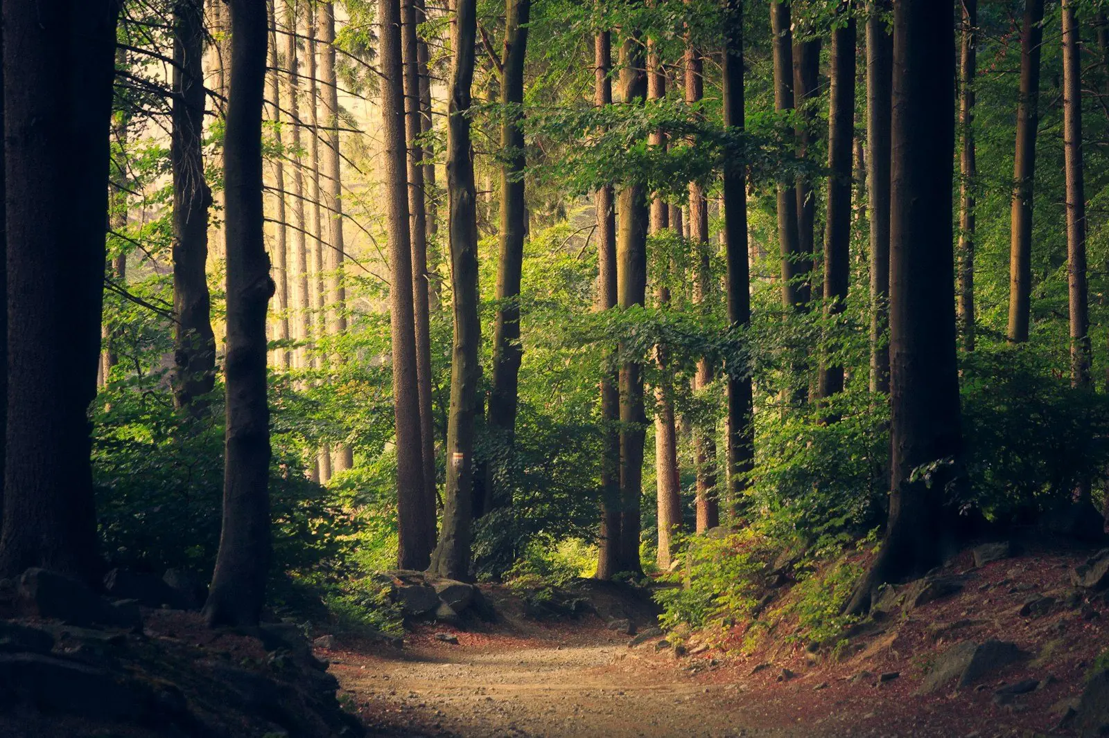 Semana de naturaleza con senderismo escolar en Asturias.