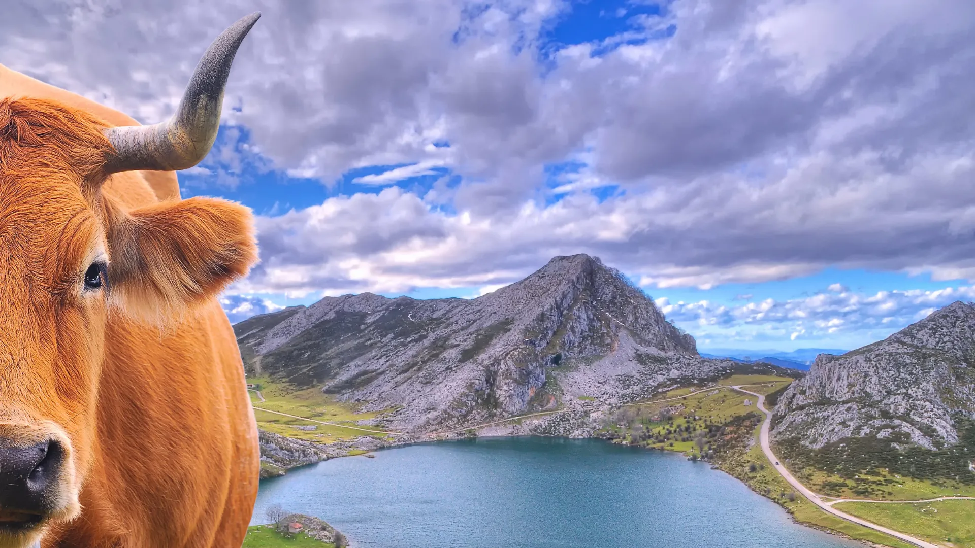 Vaca casina pastando junto a los Lagos de Covadonga, en los Picos de Europa.